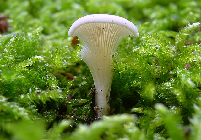 I  Funghi  della  faggeta  calcarea